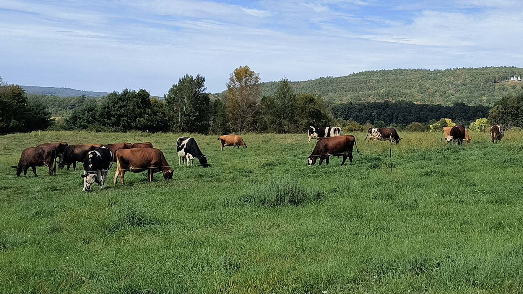 Cows grazing in a green field at the Robie Farm in Piermont, NH with a blue sky and white clouds