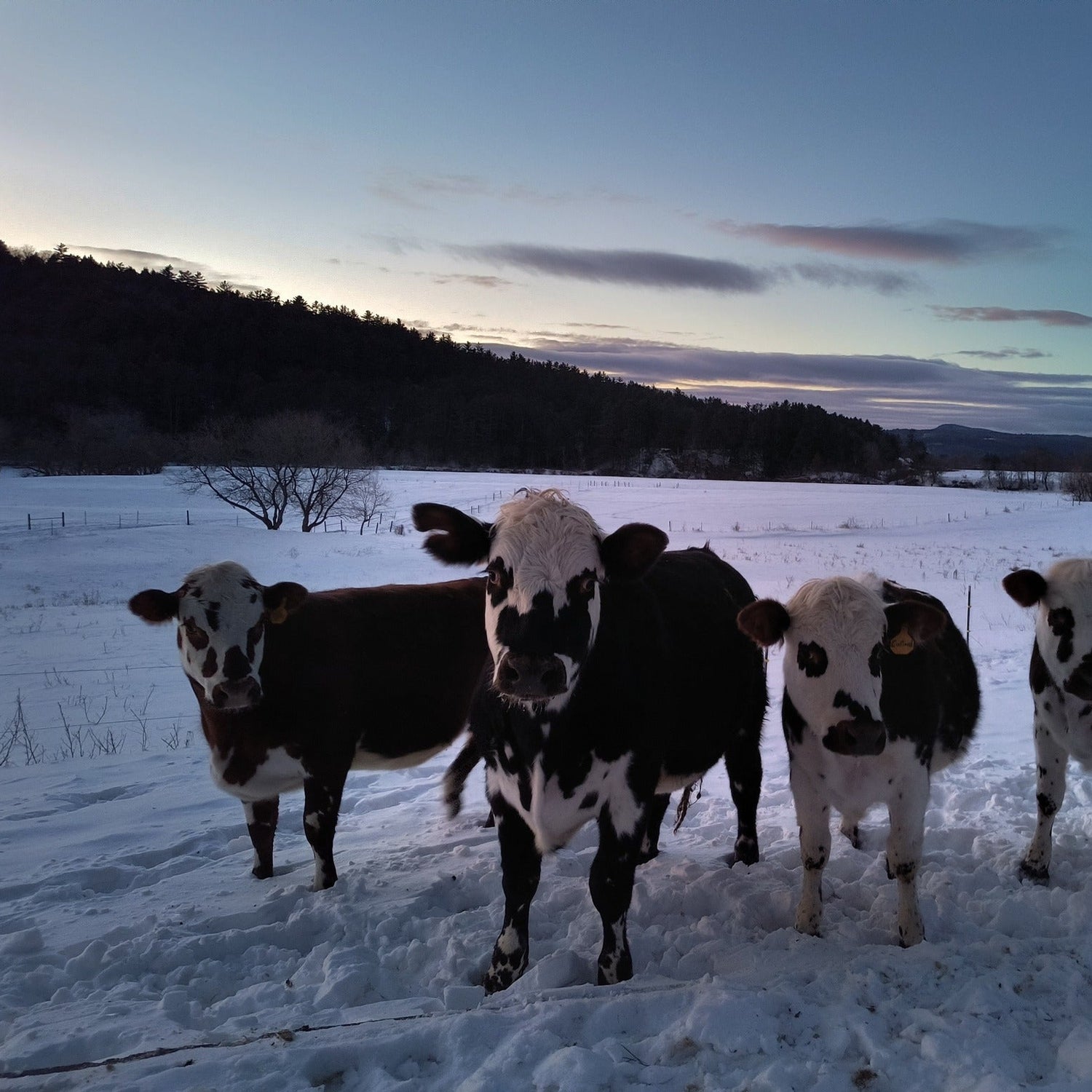 Robie Farm cows standing in a snowy field with a mountainous background