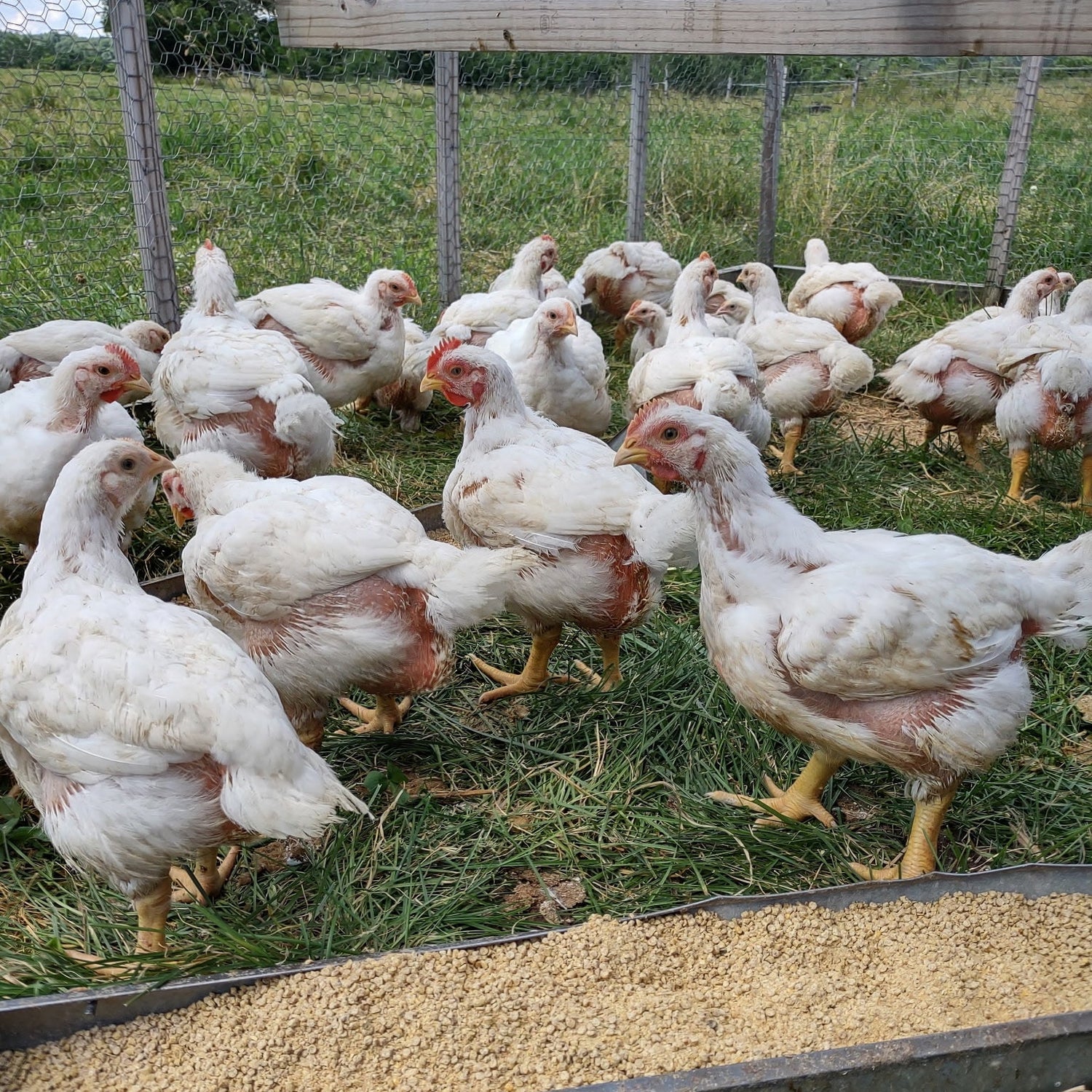 Image of Robie Farm chickens in the pasture