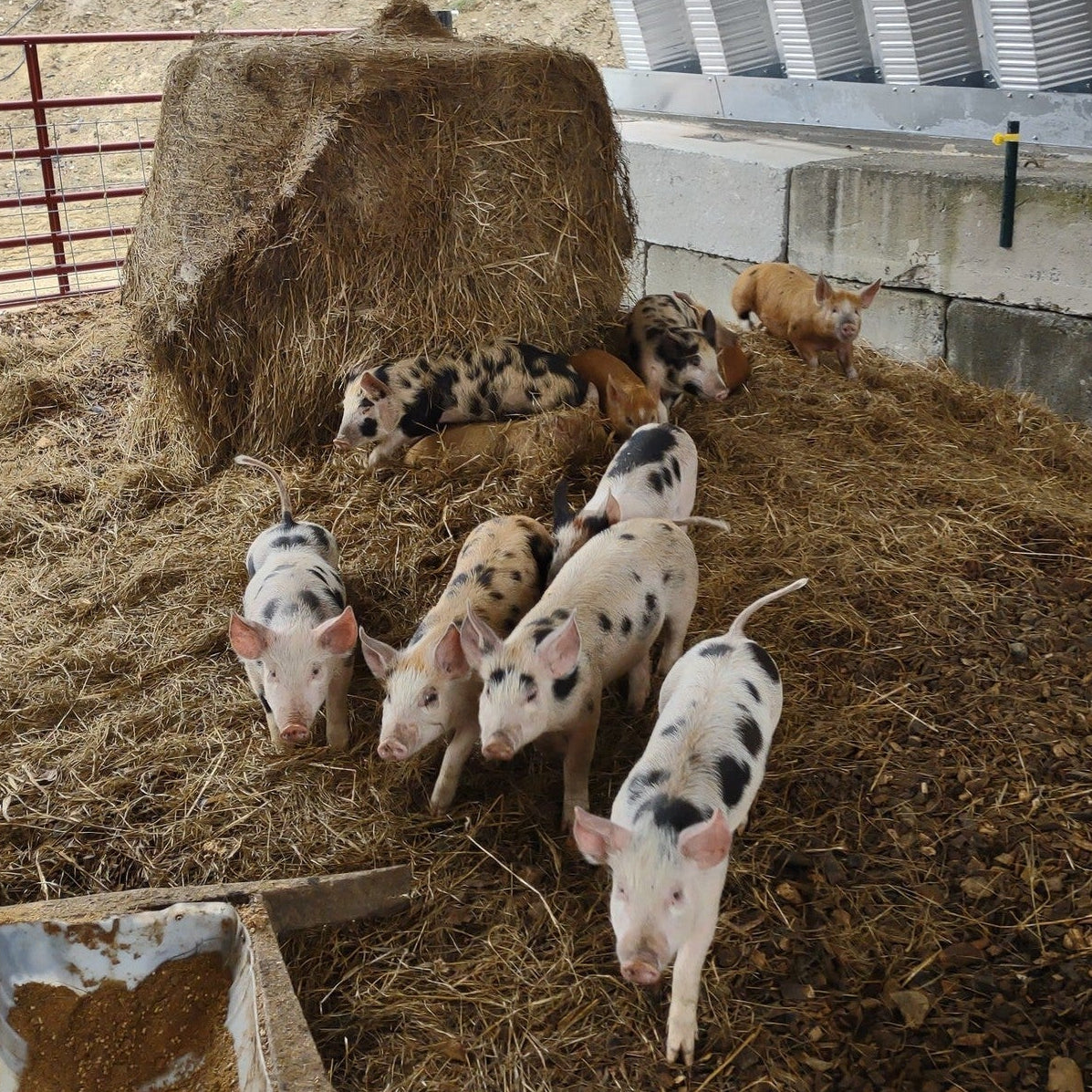Group of Robie Farm piglets in a hooped barn with hay and straw.